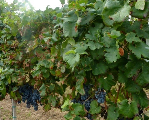 Grapes in Piave, Veneto