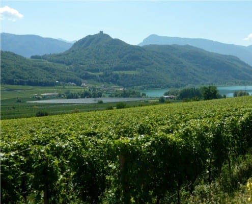 Vineyards near Caldero
