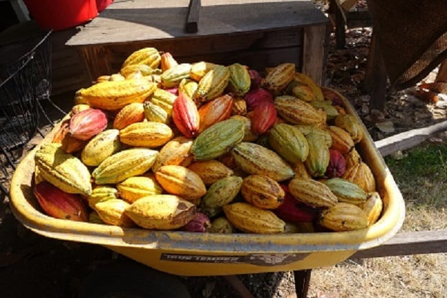 Colorful cocoa pods