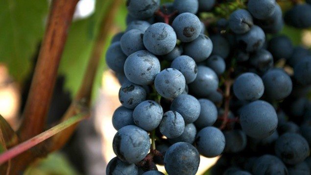 Conscious Drinking: Top Green Wines