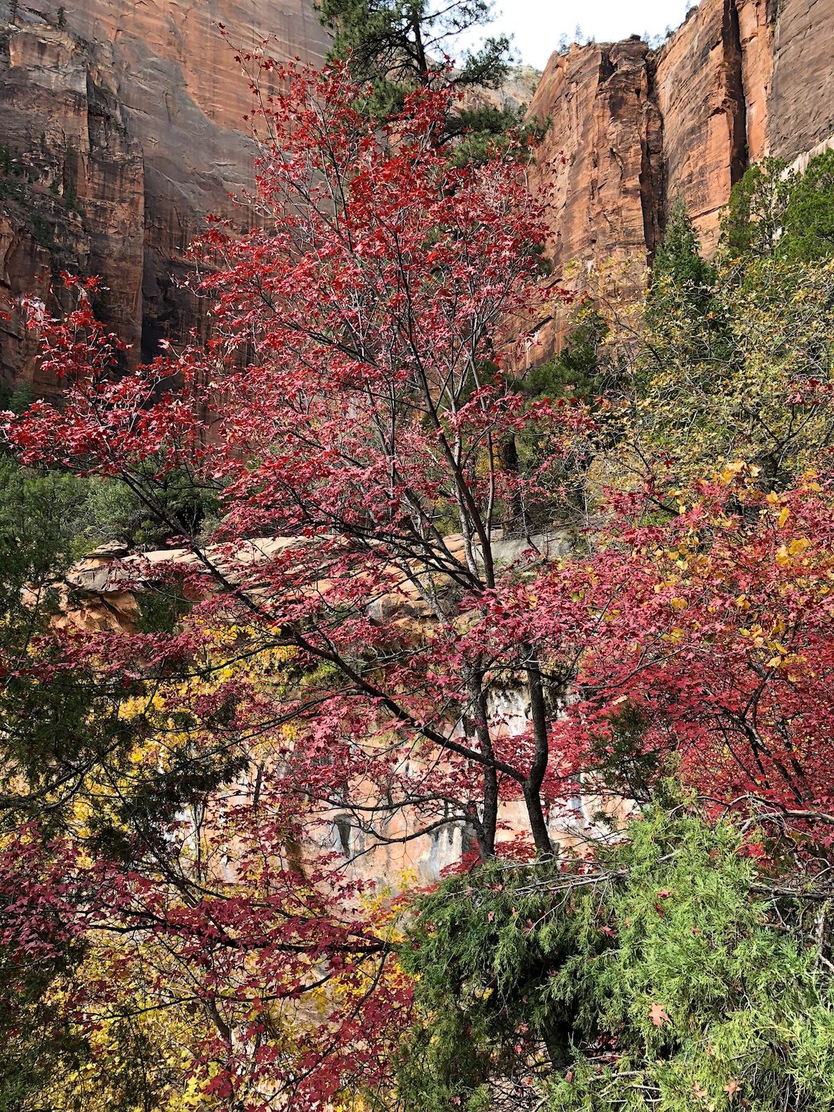 ZIon's coat of many colors