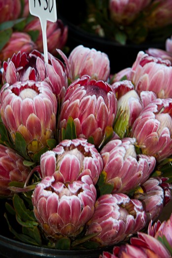 Proteas - South Africa's National Flower