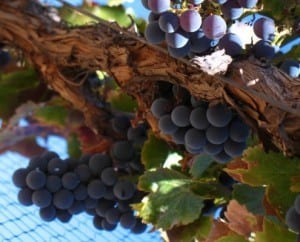 Grenache grapes on vine