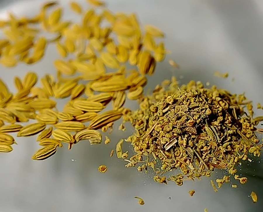 Fennel Seeds