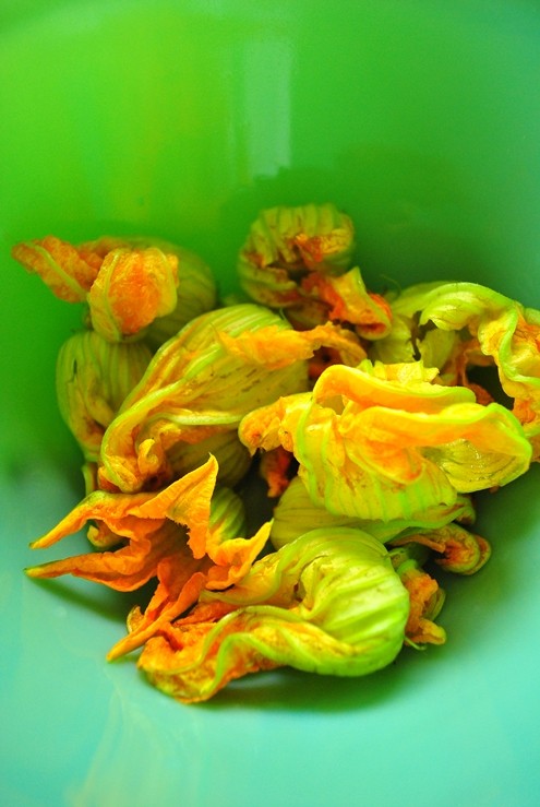 Zucchini blossoms