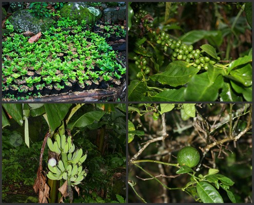 Fair Trade Farm Produce