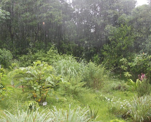 Fair Trade Farm Raining