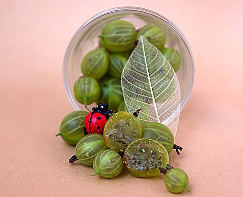 Fresh Gooseberries