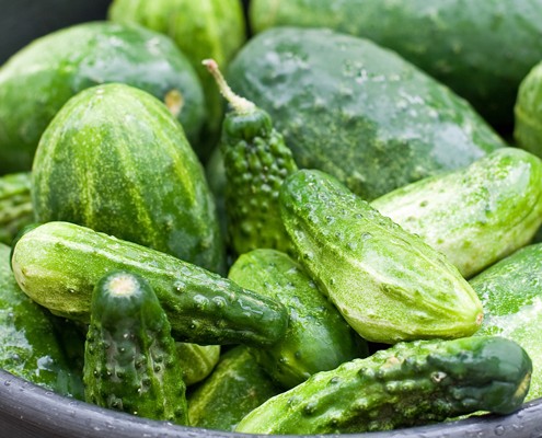 Pickling Cucumbers