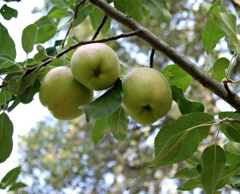 Apple Tree