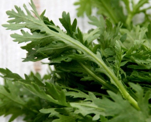 close up of a Chrysanthemum Green leaf