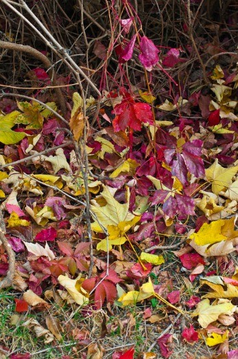 Colorful Leaves