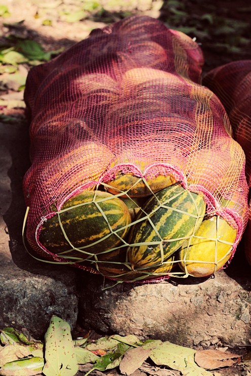 More Mangalore cucumbers