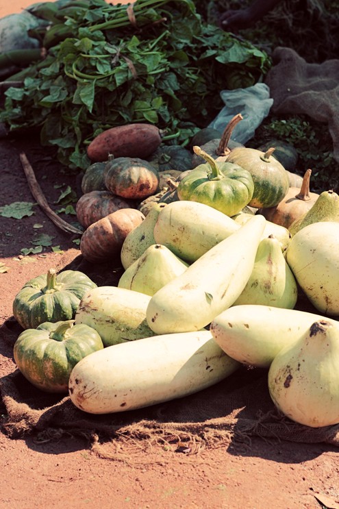 Pumpkins and bottle gourds of all shapes and sizes