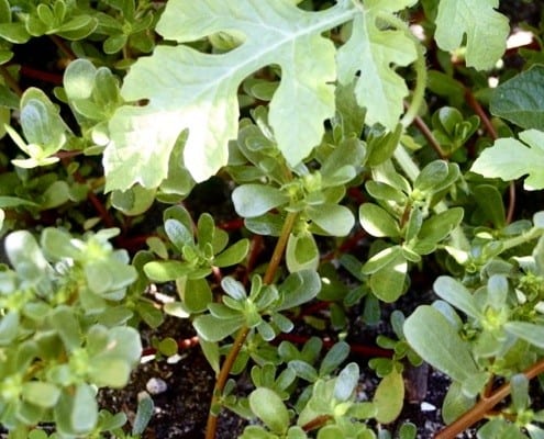 Purslane