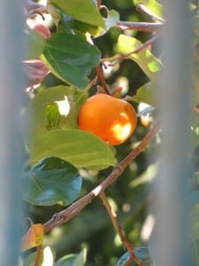A perfect persimmon growing in the neighbor's yard.