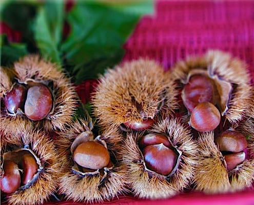 Chestnuts