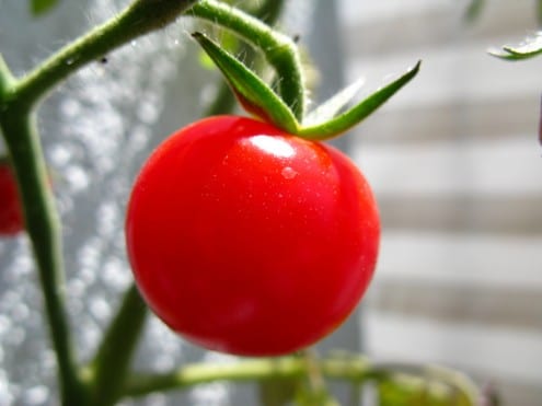 Gazpacho Salsa