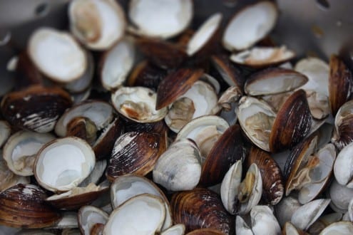 Steamed Clams in White Wine