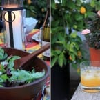 Spring Cocktail - Honey-Meyer Lemon Whiskey Sour