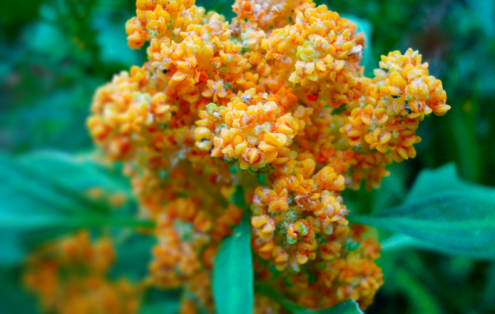 Quinoa Salad