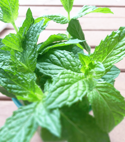 Sticky Skinned Thieves and The Mint Julep