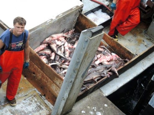 Unloading the day's dogfish catch at Chatham Pier.