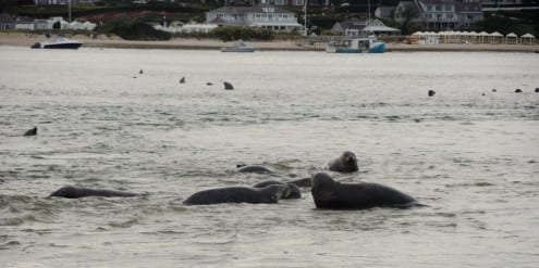 Chatham seals. 