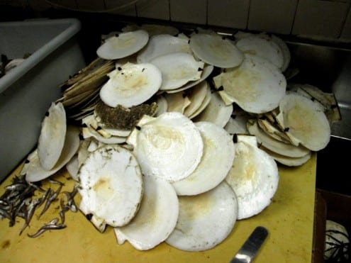 Maine Diver Scallop shells
