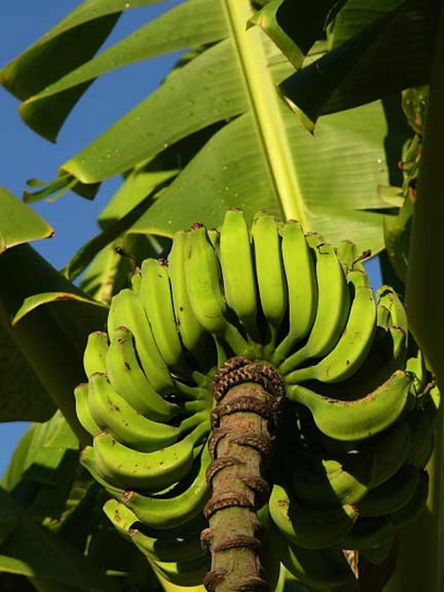 banana-plant