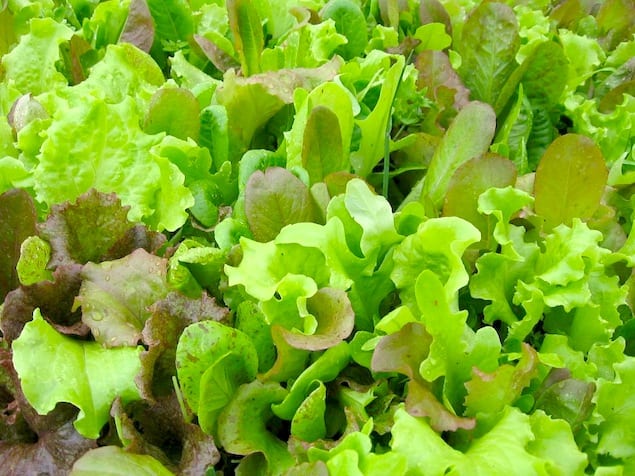 rocky top lettuce close up 4-25-06