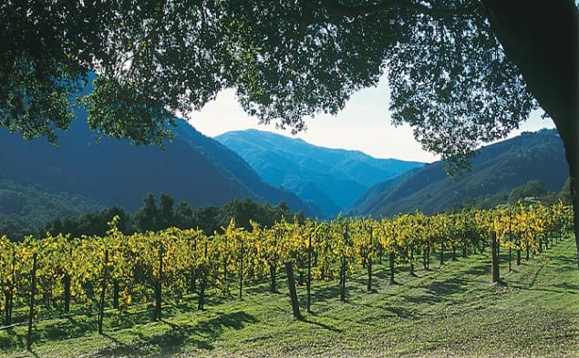 Carmel Valley vineyards