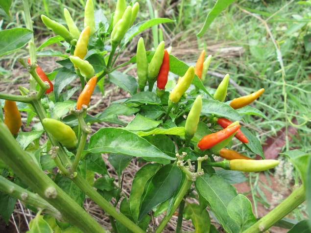 Chile de Àrbol Hot Sauce