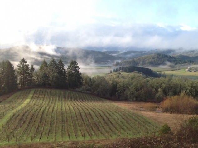 The views from Youngberg Hill Inn look over their vines. ( Image Kurt Winner) 