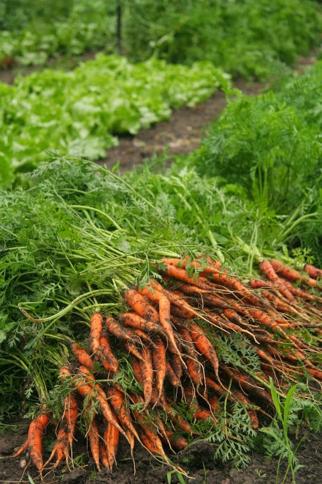 Kelly Way Garden Carrots