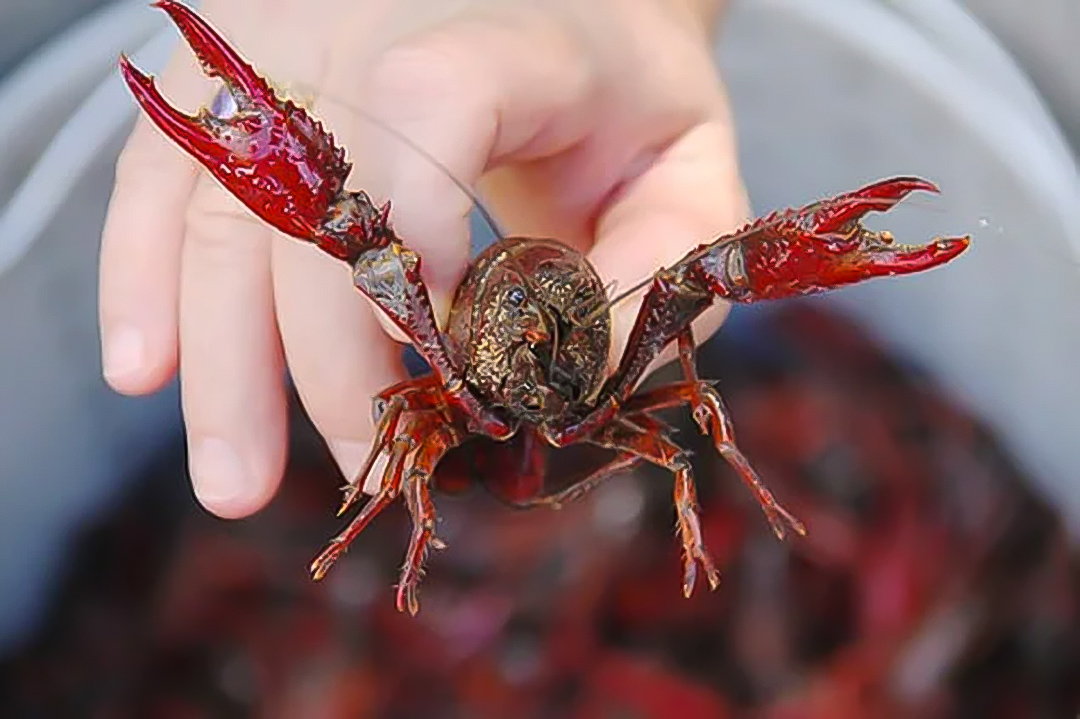 How to cook crawfish - step by step guide