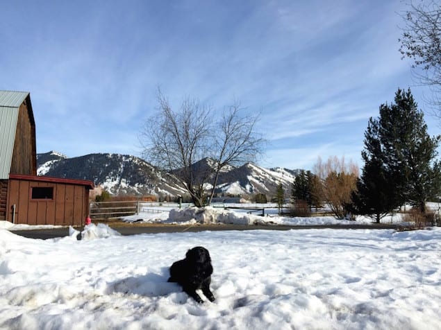 Jackson-Hole-dog-Cinco-1024x768