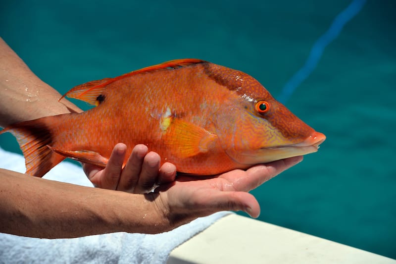 Herbed Hogfish