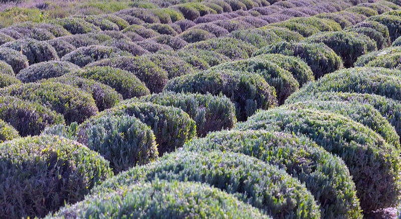 Photo_Gallery_Lavender-field