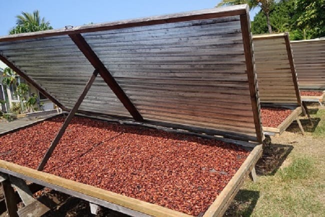Drying cocoa beans in the sun
