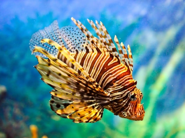 Diver-Style Lionfish from Marathon