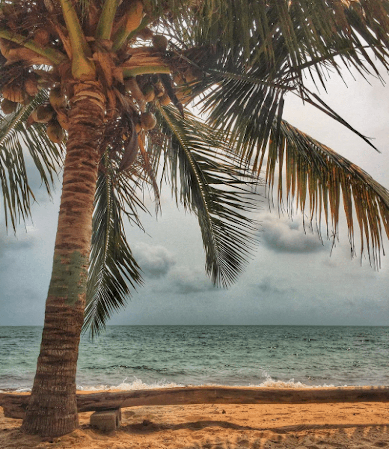 Taste the Tropics with These Palm Fruits