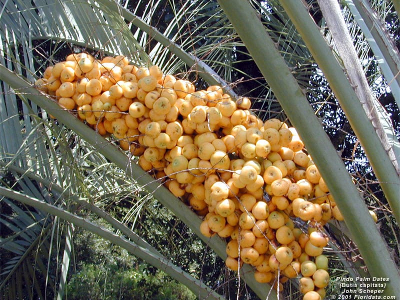Calorías de la fruta de la palmera