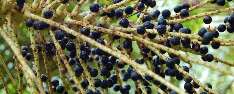 Palm Fruit