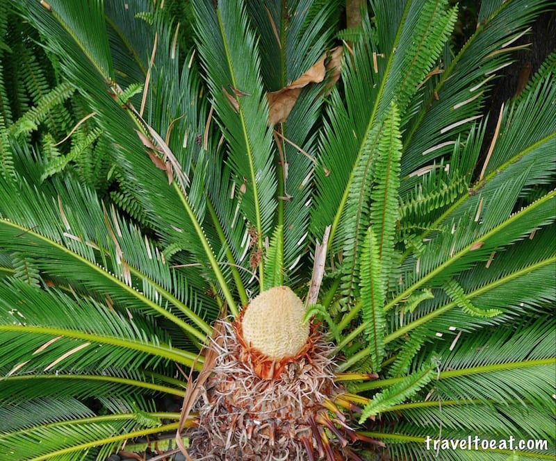 Palm Fruit