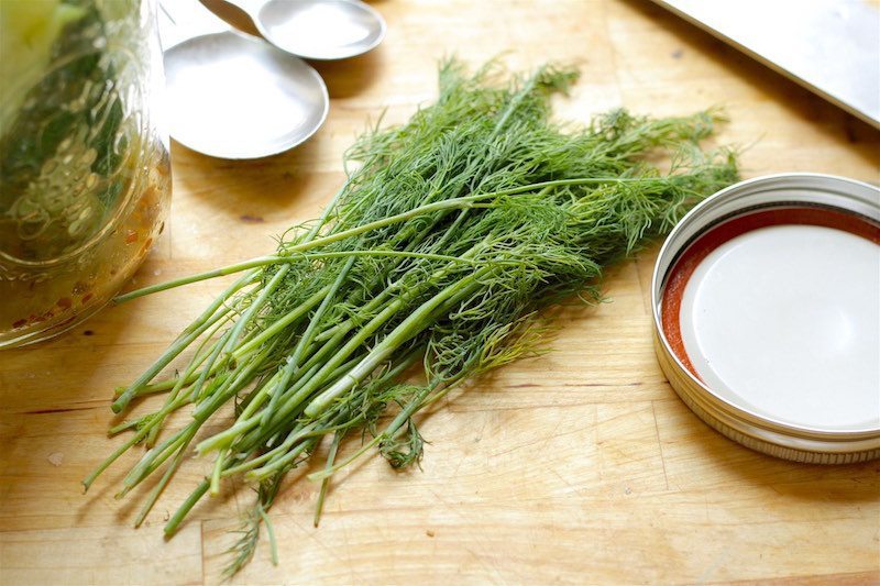 Fresh-Dill-Herb