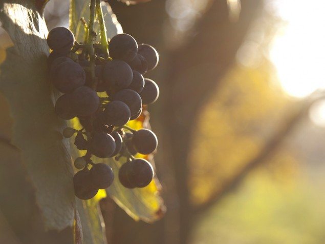 The Evolution of Alsatian Red Wine