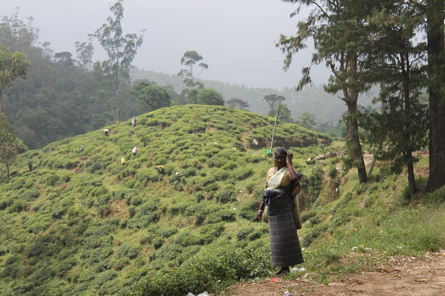 Nuwara Eliya- Tea Leaf hand picker -Izabela Jay