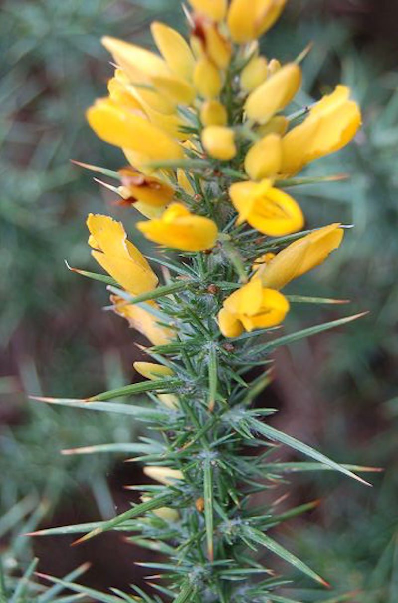 westgorse