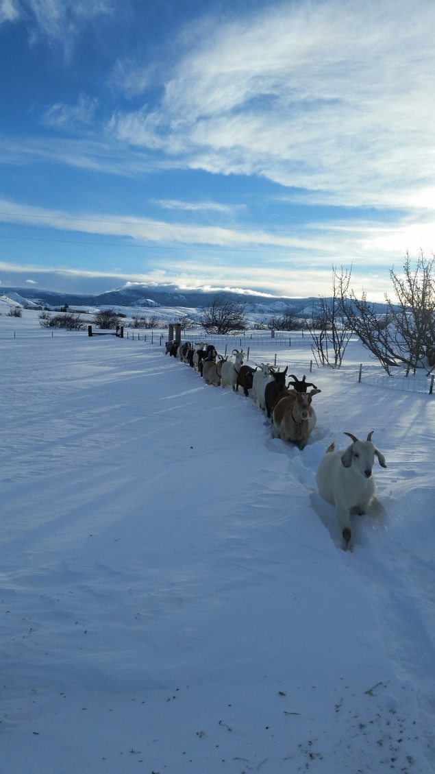 Get Your Goat On with Chevre Cheese Making at Elkhorn Bed and Breakfast